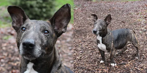 jacco 25317 1 dierentehuis arnhemen omstreken