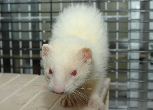 jason2 dierentehuis arnhemen omstreken