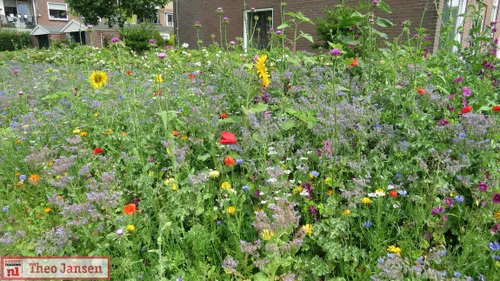 kemphaanstraat 30 6 21 0011