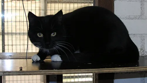 kiki1 dierentehuis arnhem en omstreken