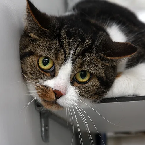 kleintjes 25827 en 25828 1