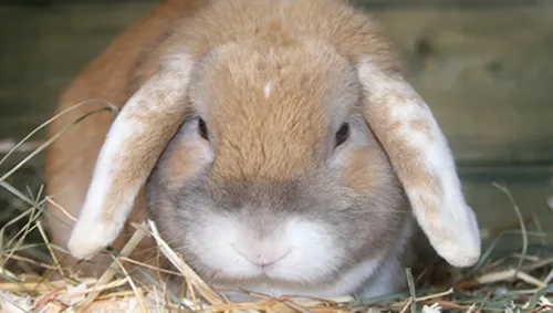 konijn zonder myxomatose dierentehuis arnhem en omstreken