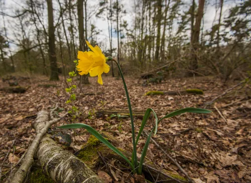 koningsberg rozendaal rs 2015 3