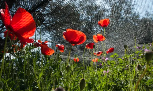 kreta1 henk van der walle