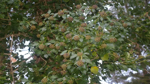 lezing groei bloei veluwezoom2 tineke makel