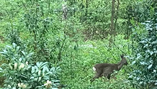 lezing groei bloei veluwezoom3 tineke makel