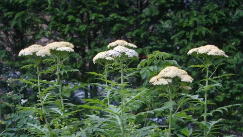 lezing marcel de wagt tineke makel groei bloei veluwezoom