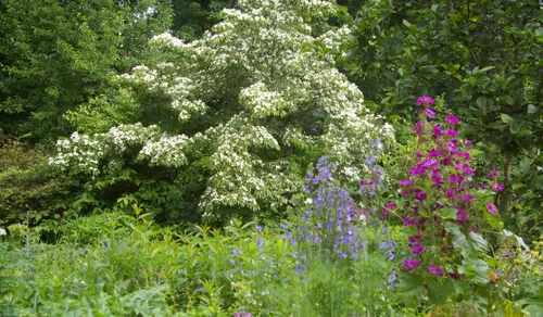 lezing marcel de wagt tineke makel1 groei bloei veluwezoom