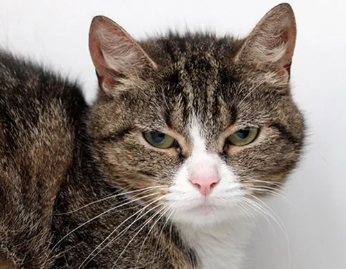 libby dierentehuis arnhem en omstreken