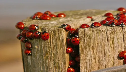 lieveheersbeestjes natuurmonumenten1