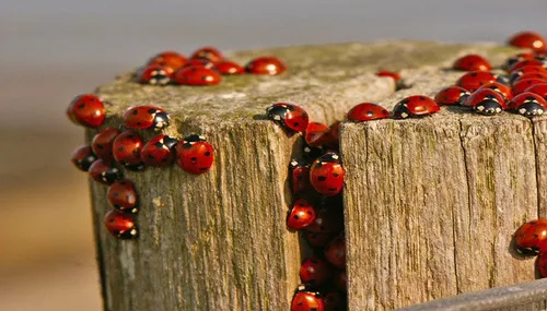 lieveheersbeestjes natuurmonumenten1