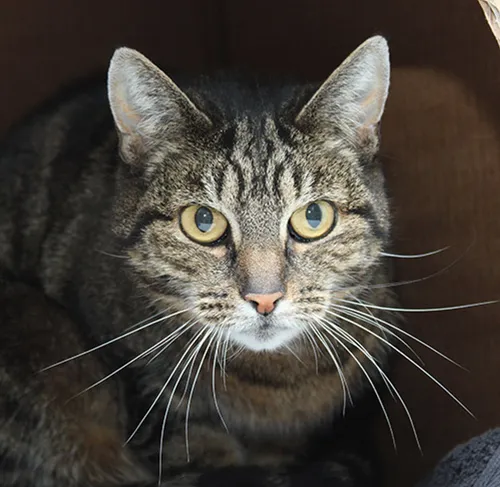 lizzy 29190 dierentehuis arnhem en omstreken