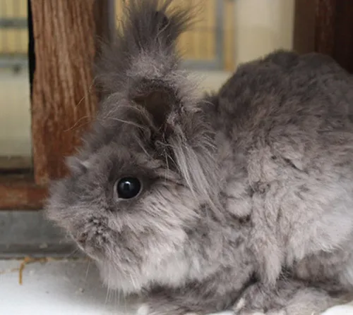 lorita dierentehuis arnhem en omstreken