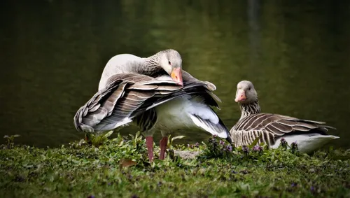 marieke van der linde