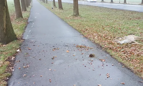 mysterieus ongeval scooter ree2