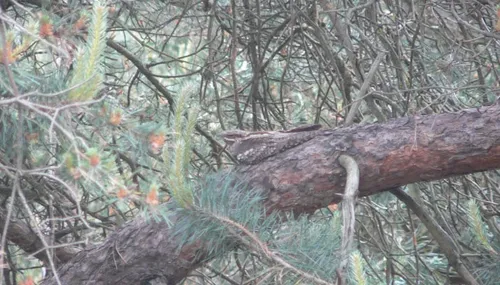 nachtzwaluw natuurmonumenten