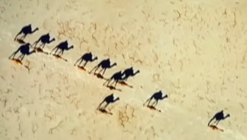 national geografic camels youtube