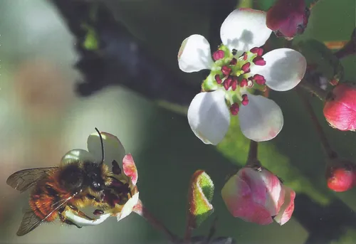 niet zonder elkaar louis schoonhoven003