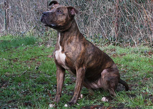 nova dierentehuis arnhem en omstreken1