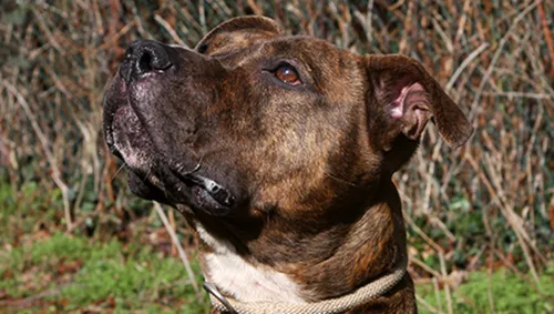 nova dierentehuis arnhem en omstreken2