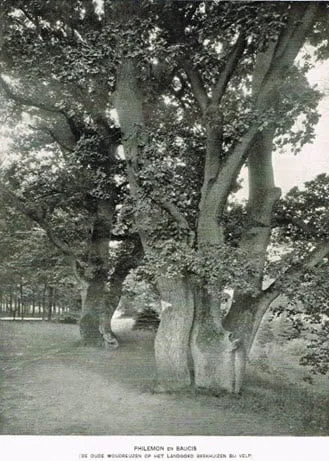 oude zomereiken beekhuizenseweg