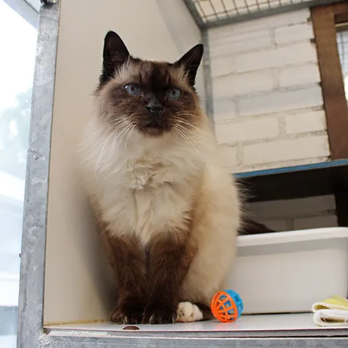 ozzy1 dierentehuis arnhem en omstreken
