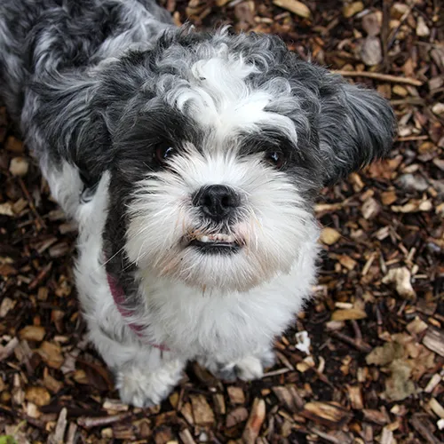 paco 25308 3 500x500