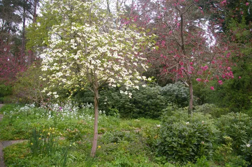 plantjesmarkt2 tineke makel kmtp groei bloei veluwezoom