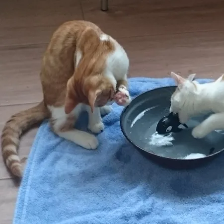 pretzel 23480 nieuw1