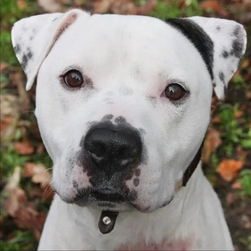 rambo1 dierentehuis arnhem en omstreken