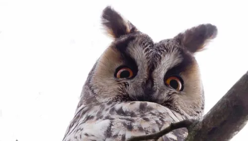 ransuil1natuurmonumenten