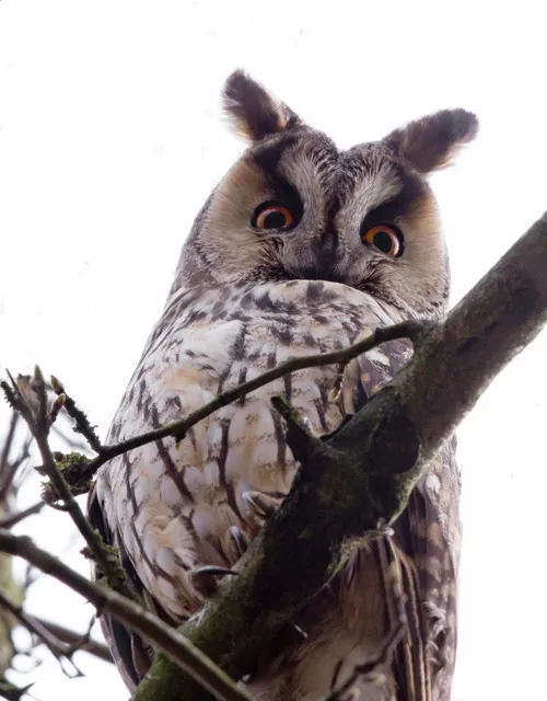 ransuil2 natuurmonumenten