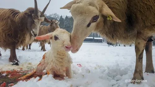 rhedense schaapskudde cynthia berendsen