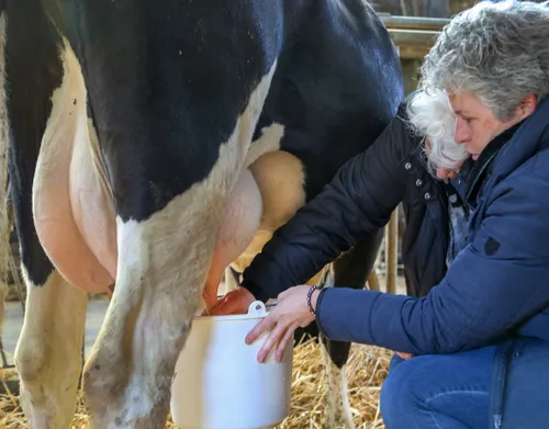 riek helpt anja melken jikke gc3b6bel