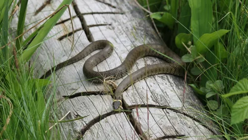 ringslang op houtblok stichting landschapsbeheer gelderland