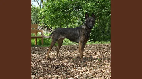 siska1 dierentehuis arnhem omstreken