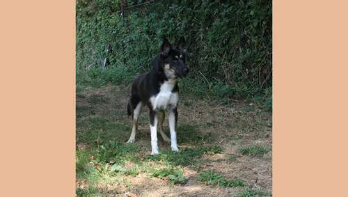 sky 26774 2 dierentehuis arnhem en omstreken