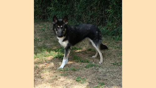 sky 26774 3 dierentehuis arnhem en omstreken