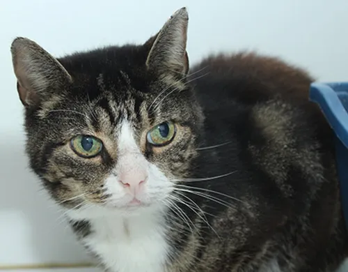 snoetje dierentehuis arnhem en omstreken 3