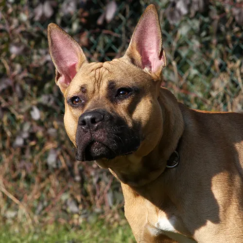 stuiterende peppie 1