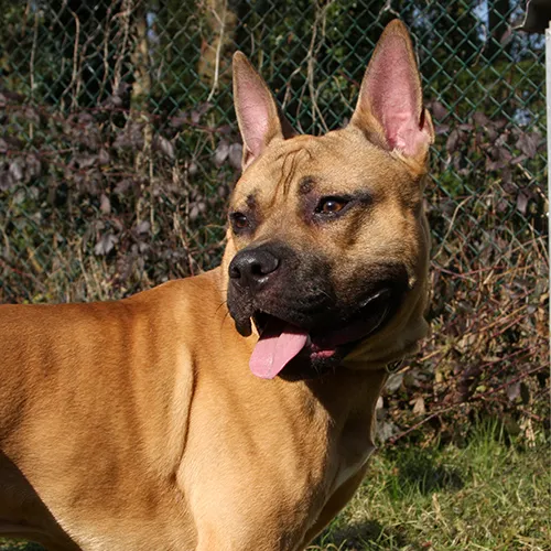 stuiterende peppie 3