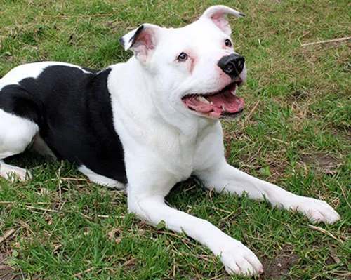 tjabbo dierentehuis arnhem en omstreken
