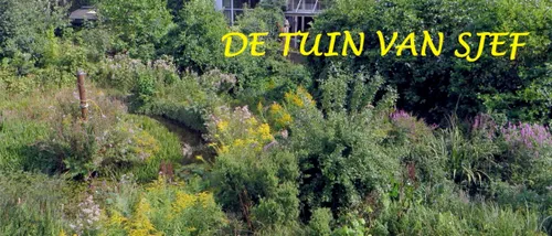 tuin van sjef
