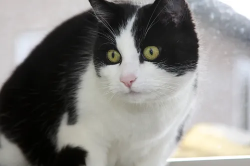 vlekkie 21548 en woody 21549 2