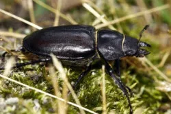 vrouwtje vliegend hert foto john smit