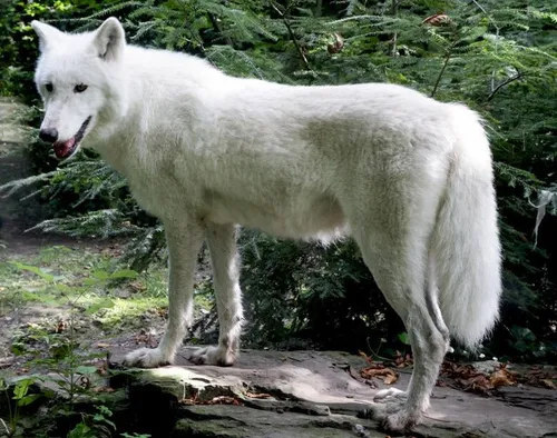 witte wolf