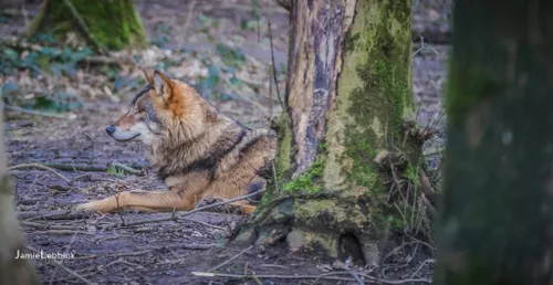 wolf jamie lebbink fotografie