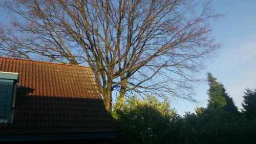 zomereik grnvprinst str winter 2014 13