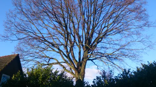 zomereik grnvprinst str winter 2014 18