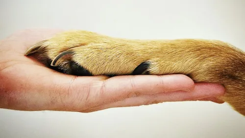 diercommunicatie petsconnect ancilla van oirsouw